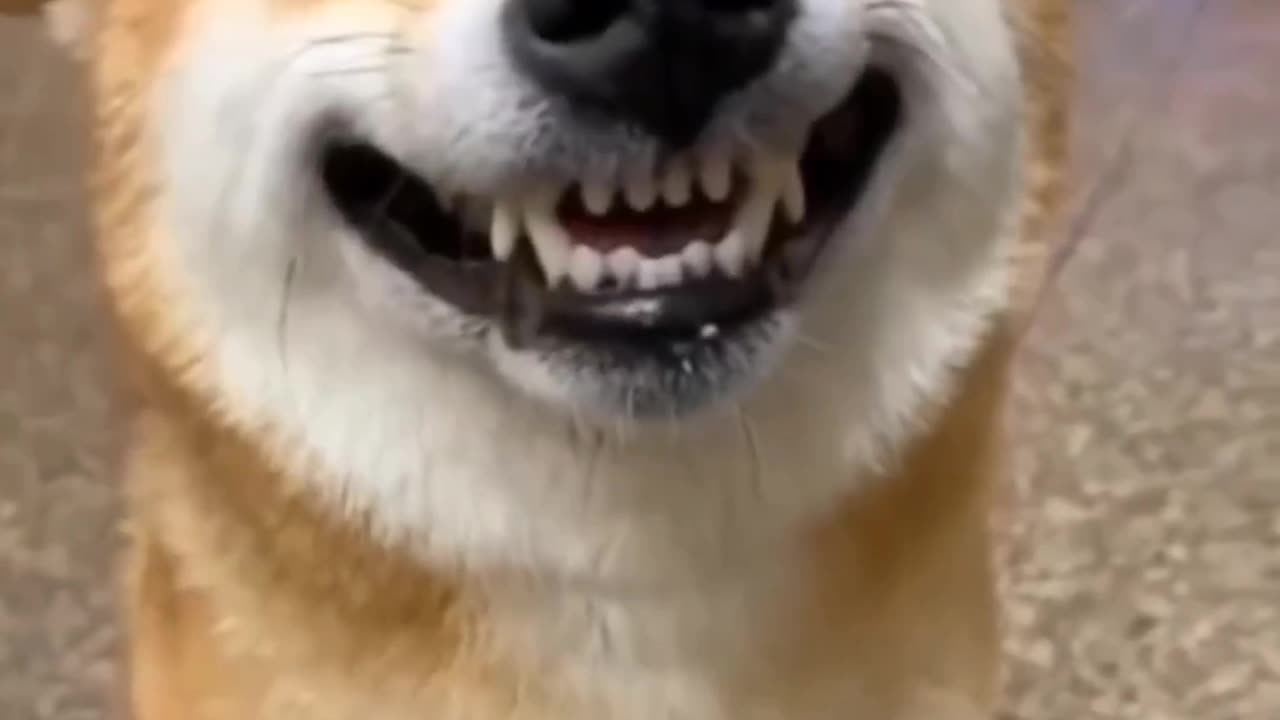 Cute dog smile cute dog smiley face