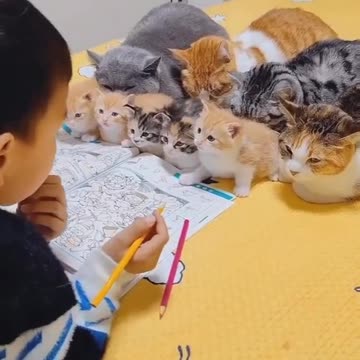 Funny Videos of Cats Participate in Learning | Try Not Laugh