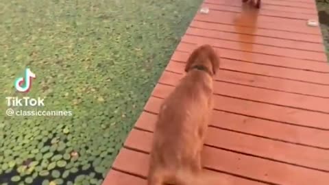 Funny cute dog doing 360