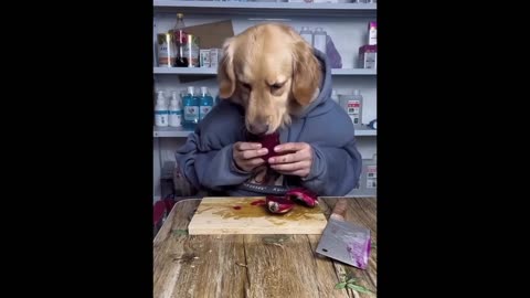 Funny animals part 2
