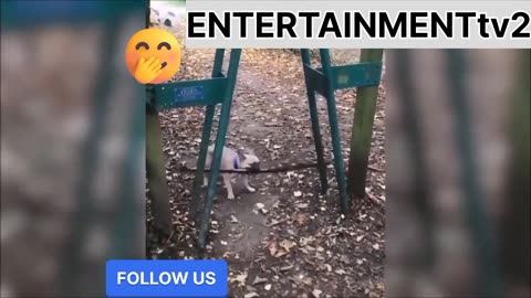 FUNNY DOG 🐶🐕 AND CAT 😺🐈
