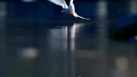 Cooling sound.