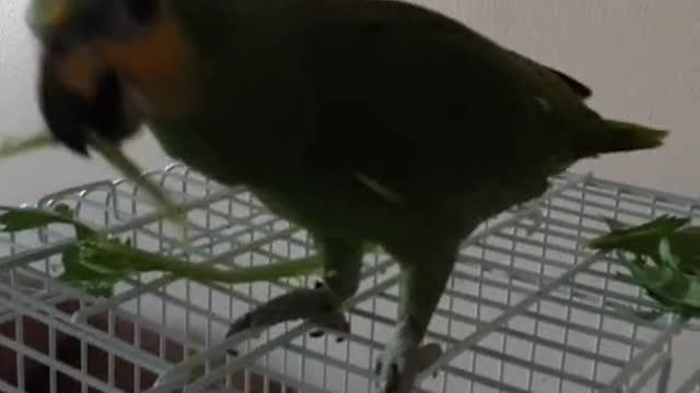 Cuckoo loves celery