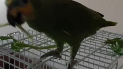 Cuckoo loves celery