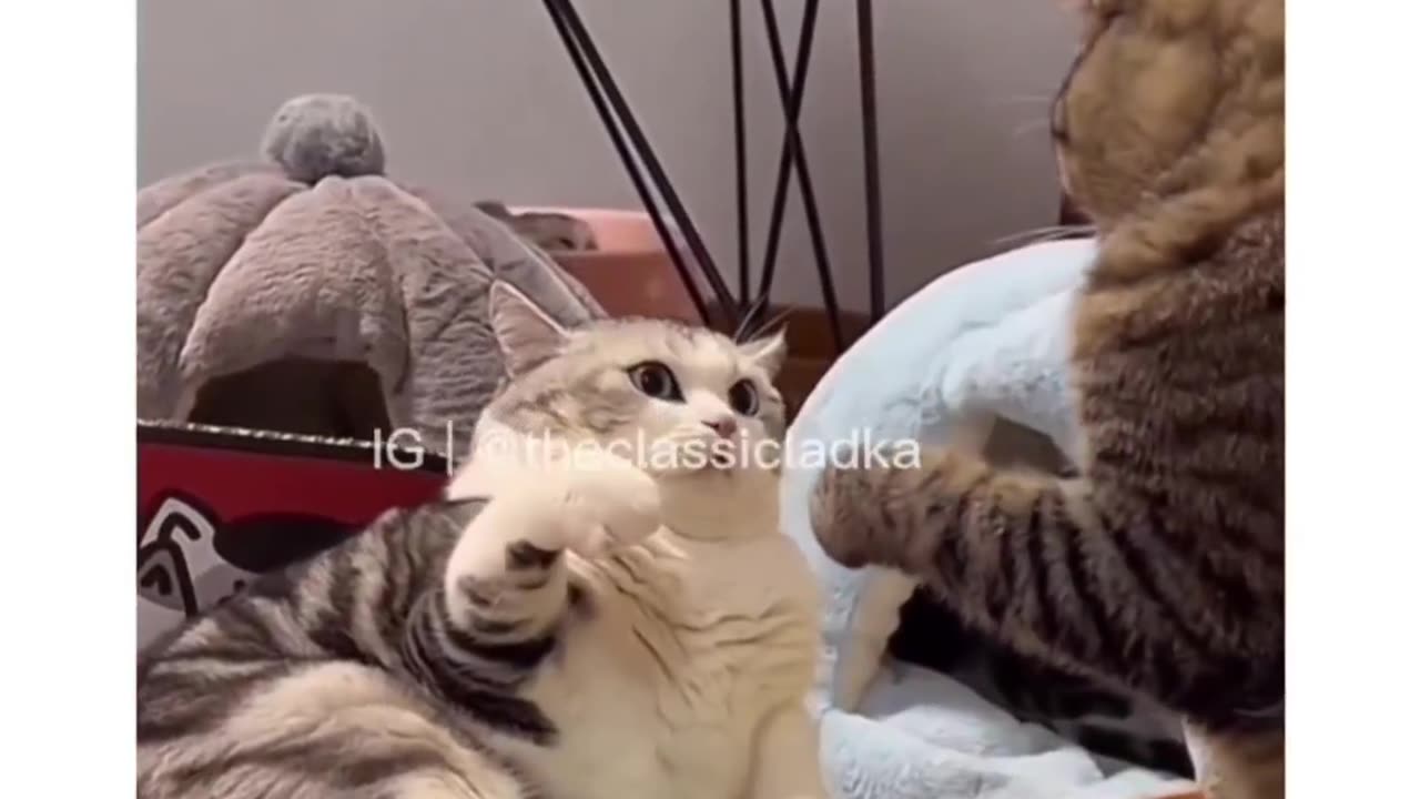 Cat Funny Fight Video