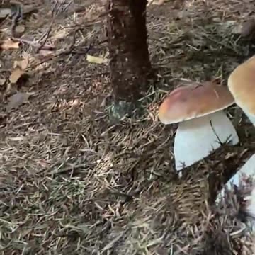 Mushrooms from the Alice in Wonderland tale
