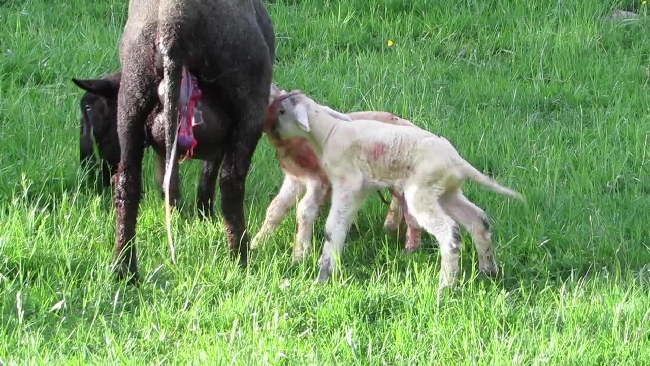 Sheep Pasture Boy Newborn Farm Grass Graze Cute