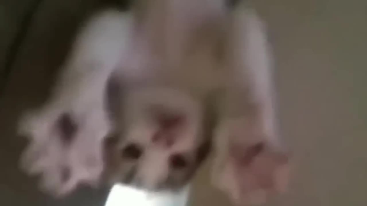 Funny animals