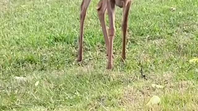 Dancing deer