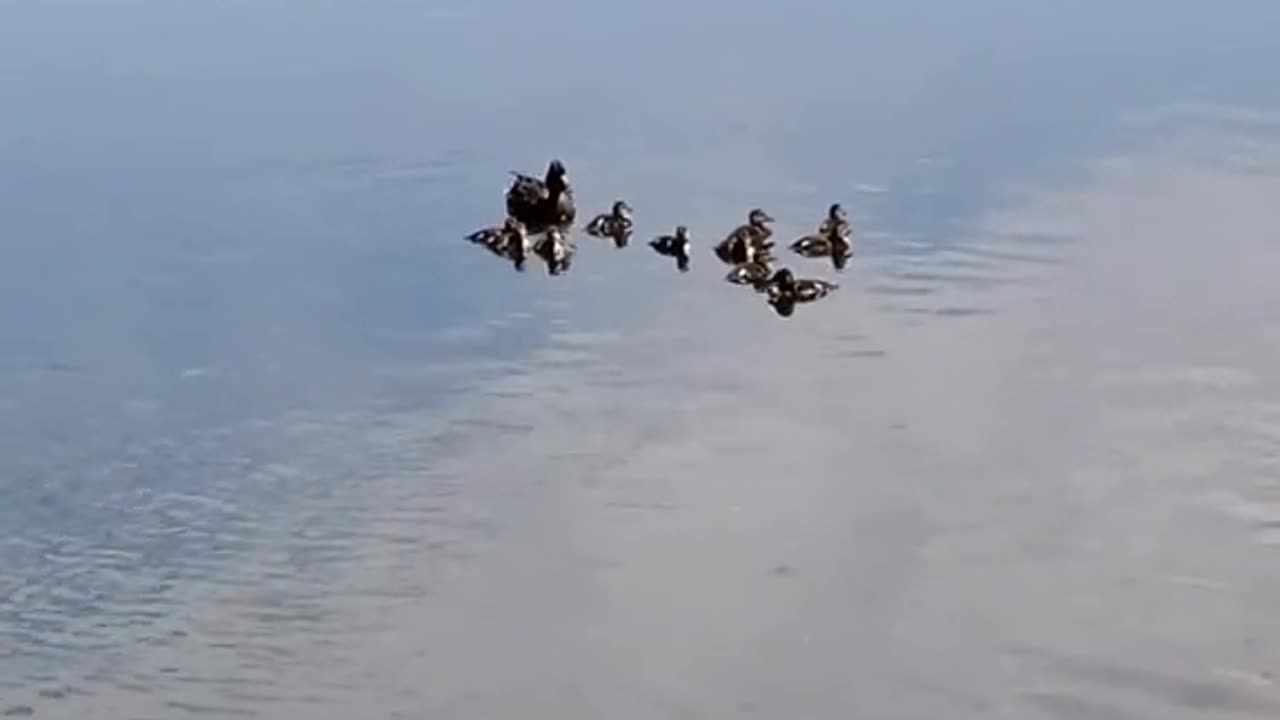 Duck and ducklings floating in peaceful isolation