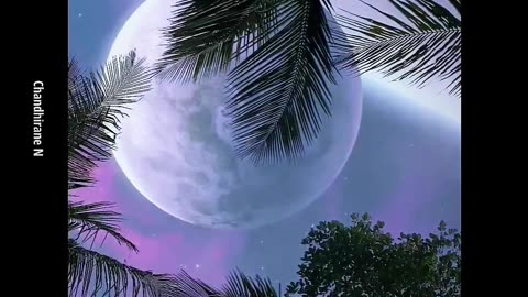 Tranding Song Status video