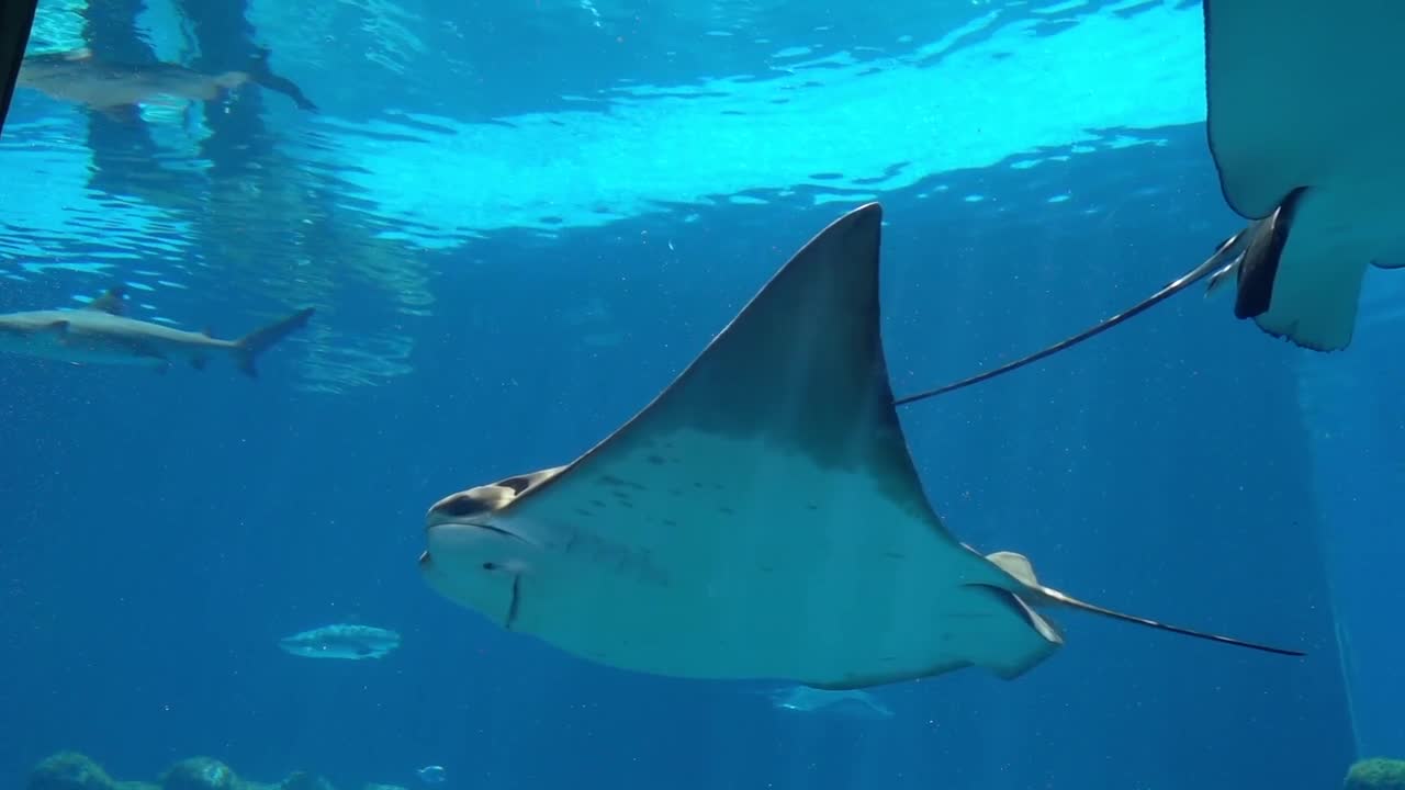 Ocean creatures