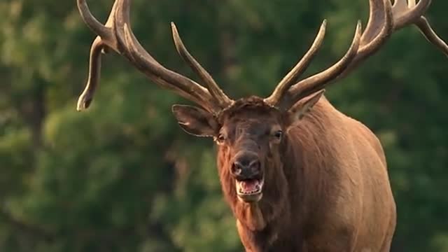 Antlers that big could knock a car over