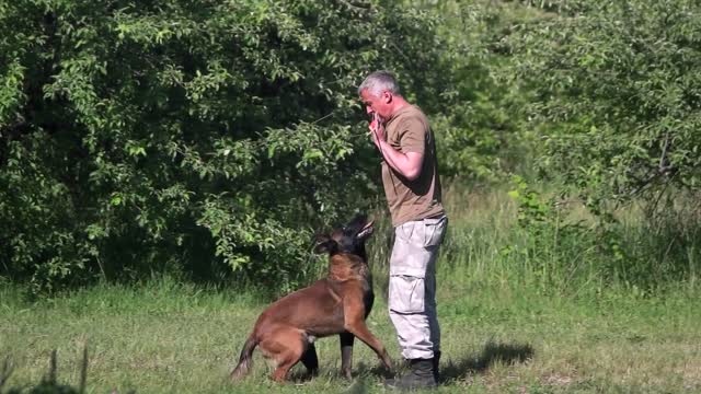 🐕 Basic Dog Training – TOP 10 Essential Commands Every Dog Should Know!