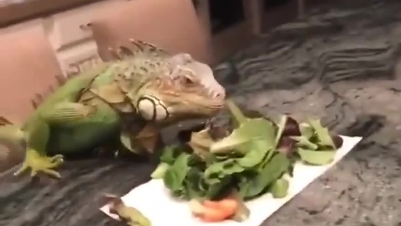 Hungry lizard 😂