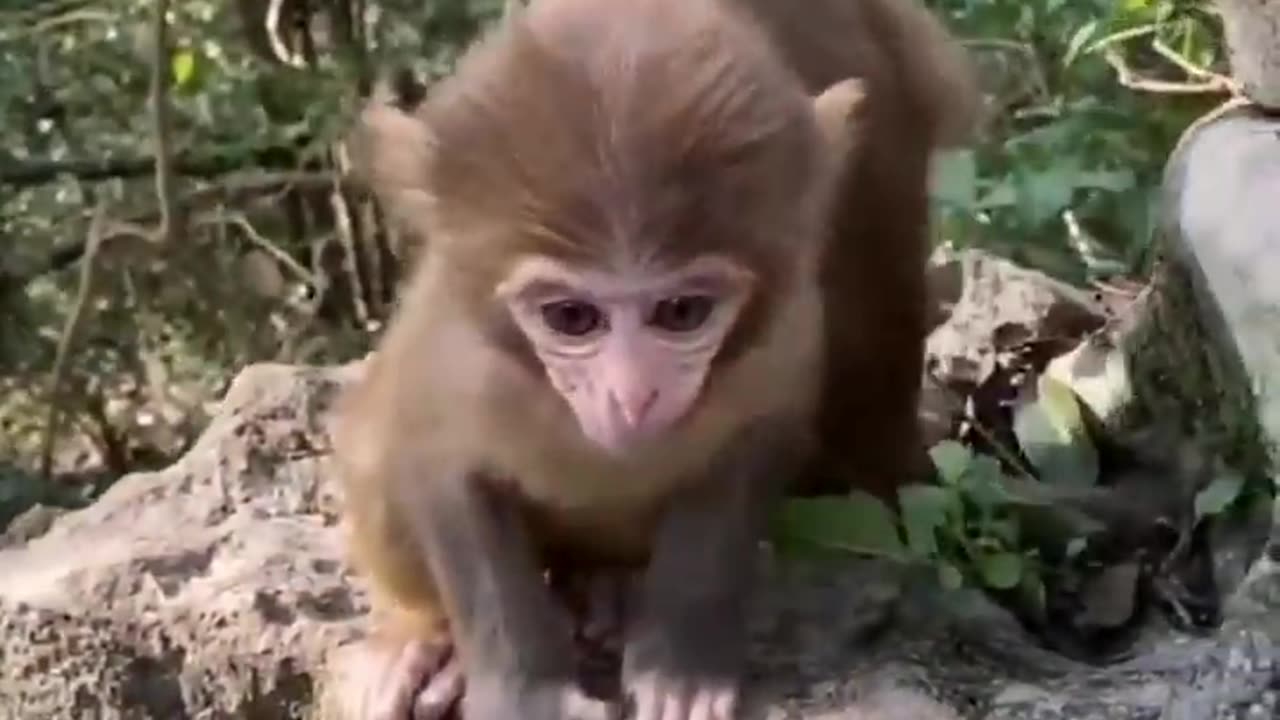 ***MUST SEE!!!*** Cute Baby Animals!!!