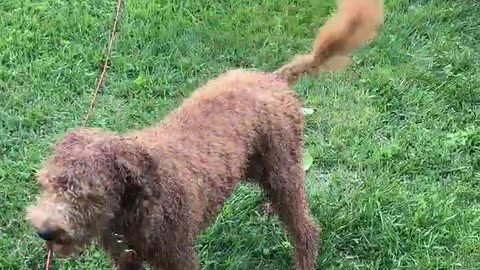 Rocky Playing With Rope Toy