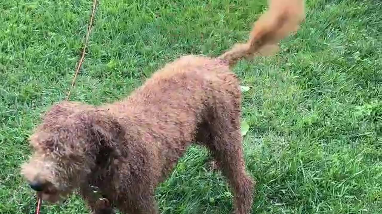 Rocky Playing With Rope Toy