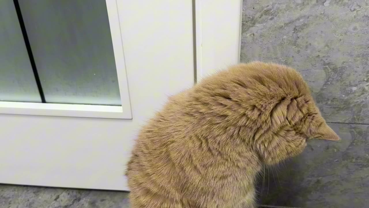 cutepet