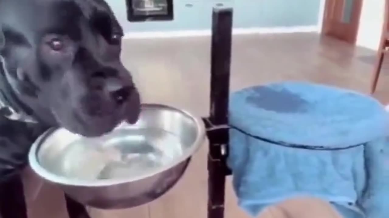 Dog has learned to dry his mouth after drinking