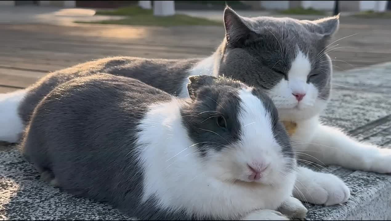 The kitten grew up in a twinkling of an eye