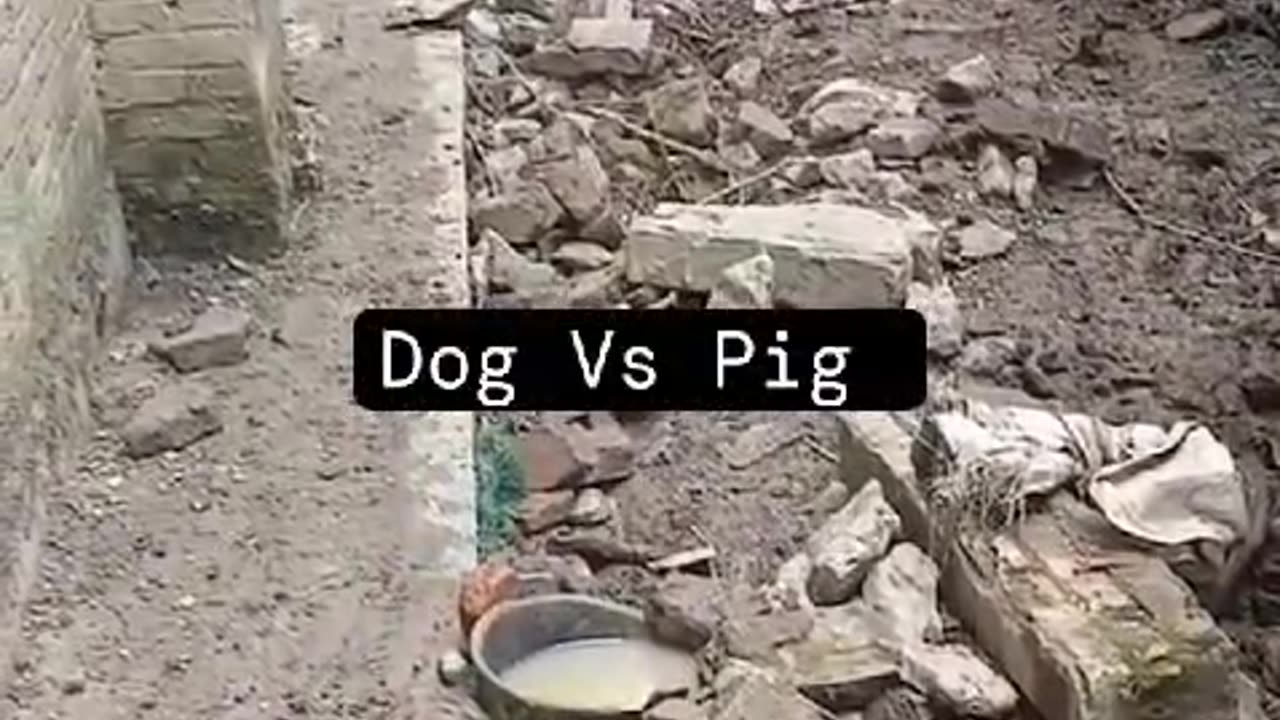 Have you ever seen a battle between a wild boar and dog? 🐗🐶🐶 Don't miss this thrilling showdown! 💥😱