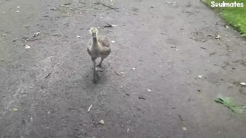 Guy Teaches His Rescued Gosling How To Fly | The Dodo Soulmates