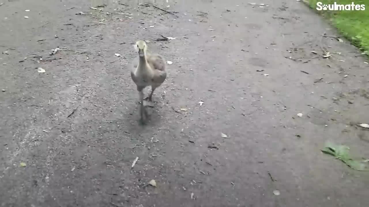 Guy Teaches His Rescued Gosling How To Fly | The Dodo Soulmates