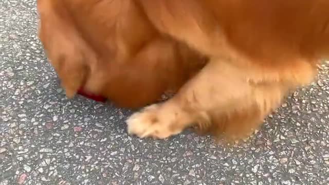 Two dogs take a walk Returning lost money