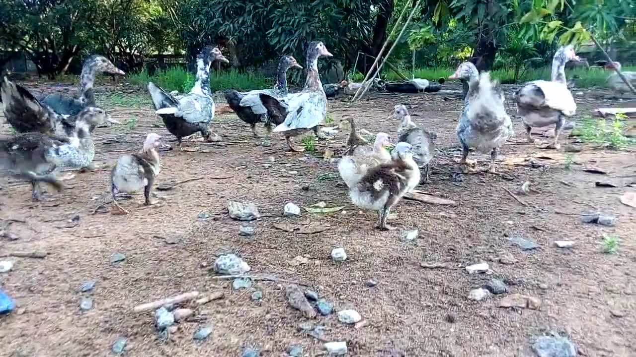 Pato e galinha comendo milho