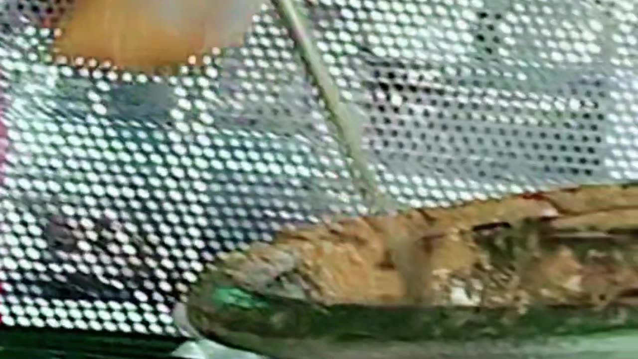 Kashmiri Daal Chawal Lakshmi Chownk Lahore