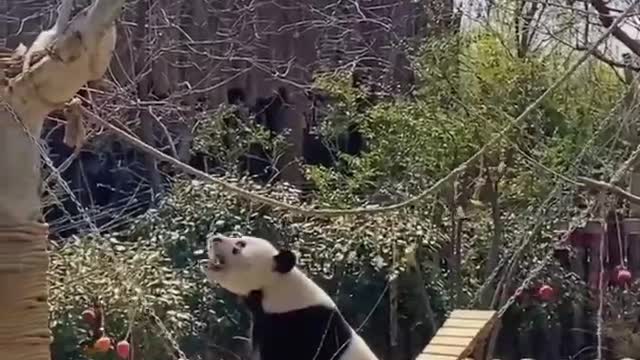 Panda on a swing