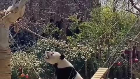 Panda on a swing