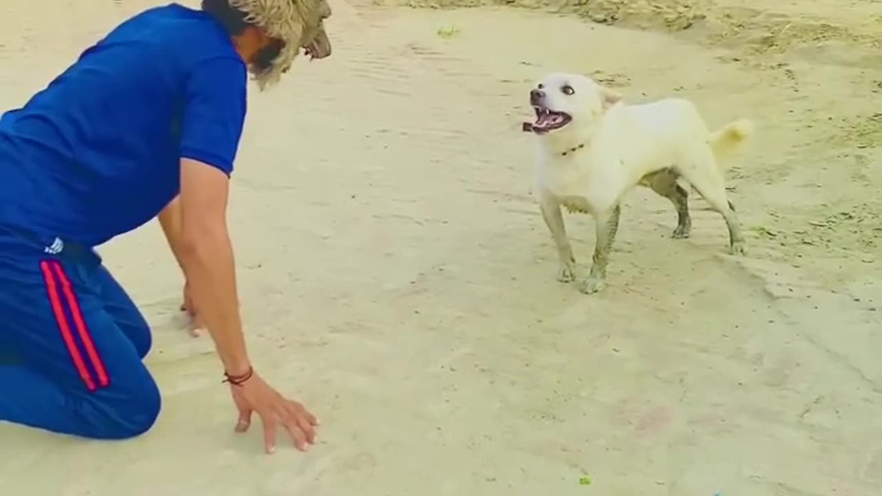 Dog prank with dog