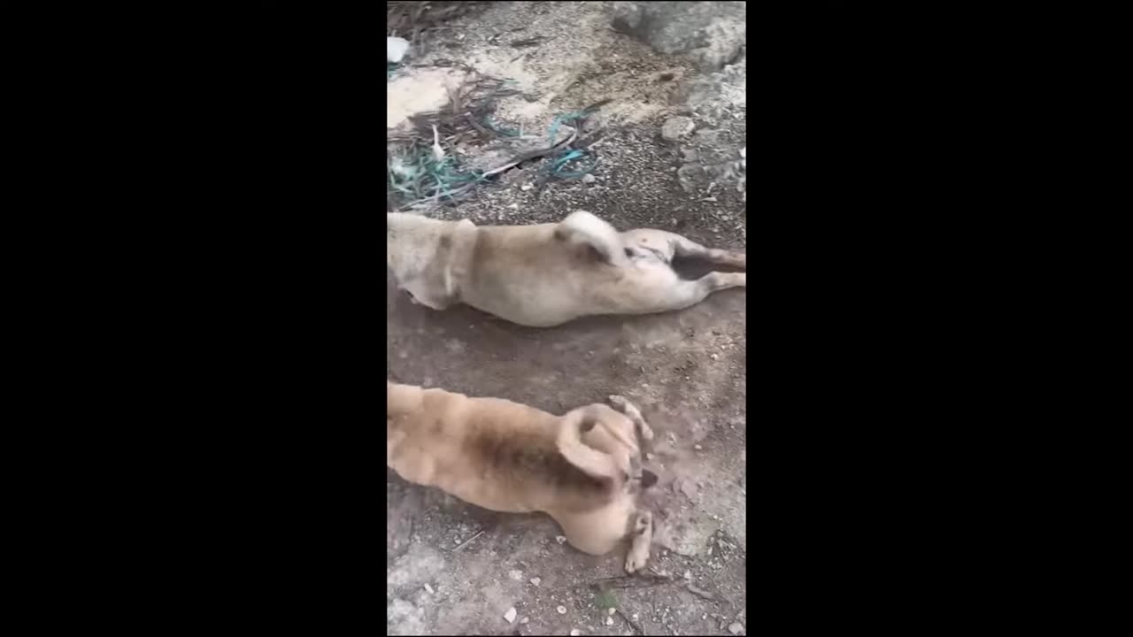 Cute pet animal video 🤣🤣