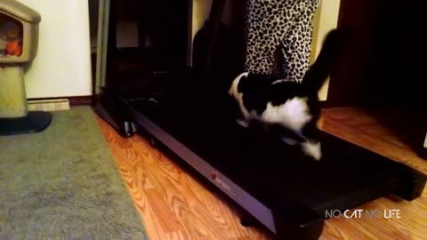 Super Weird Cats Compilation