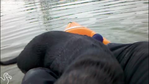 Sea Otter Jumps Right Into Boat To Make New Friends