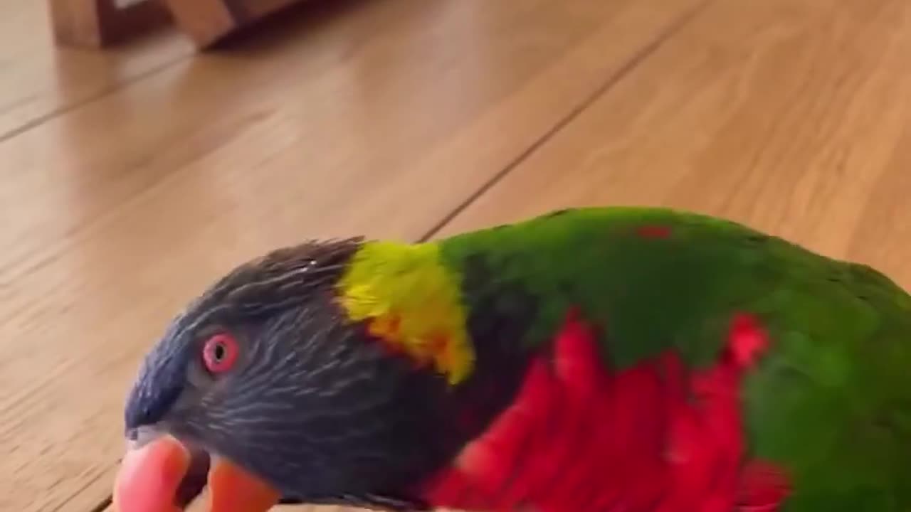 Parrot displays of affection kiki the lorikeet