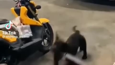 Funny Poppy Cat Clip