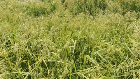 Rice in Pakistan