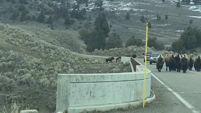 Bison Crossing the Lamar River Bridge