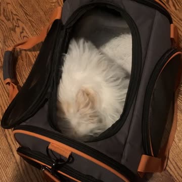 Grace and Lucy - Teddy Bear Puppy Plan