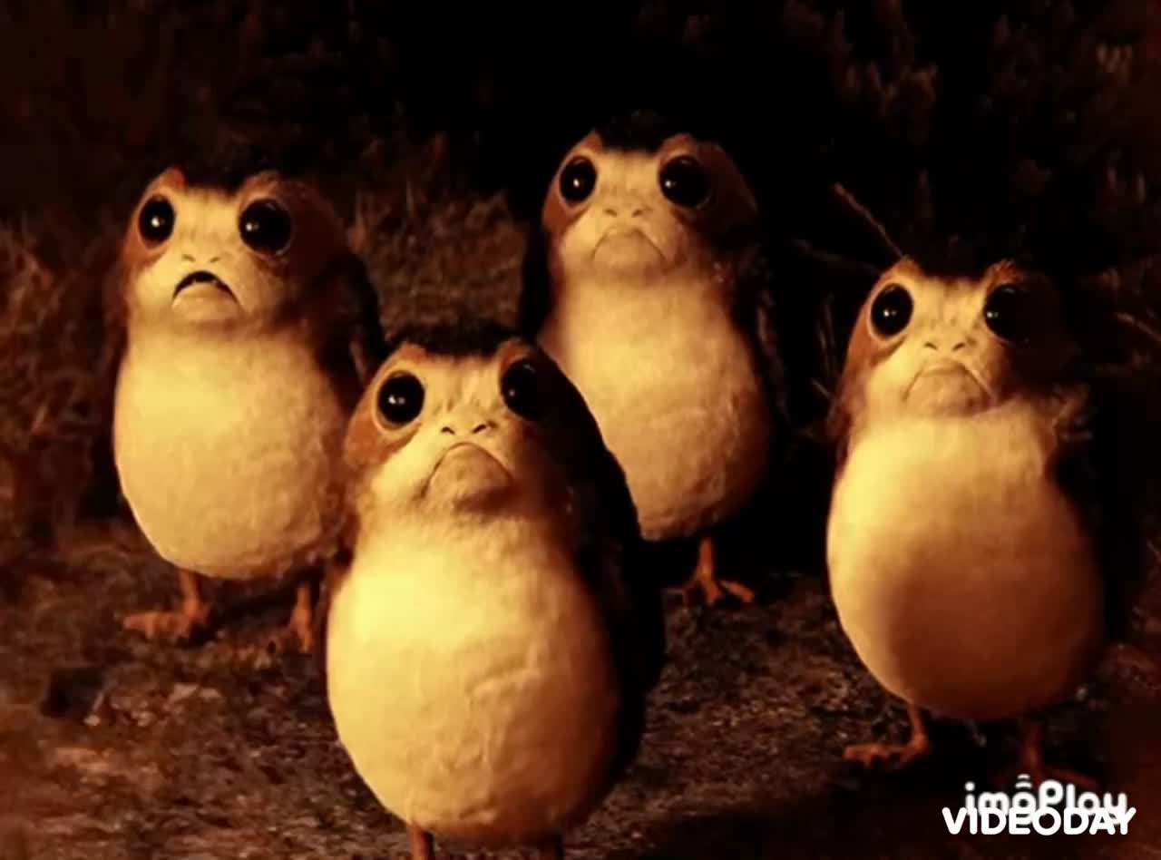 Cute Porg Gif