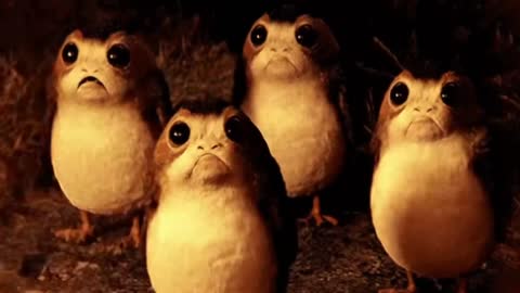 Cute Porg Gif