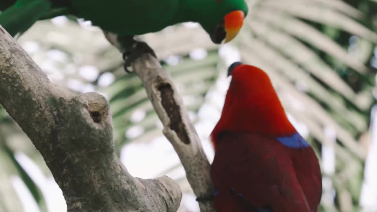 Green and red parrots