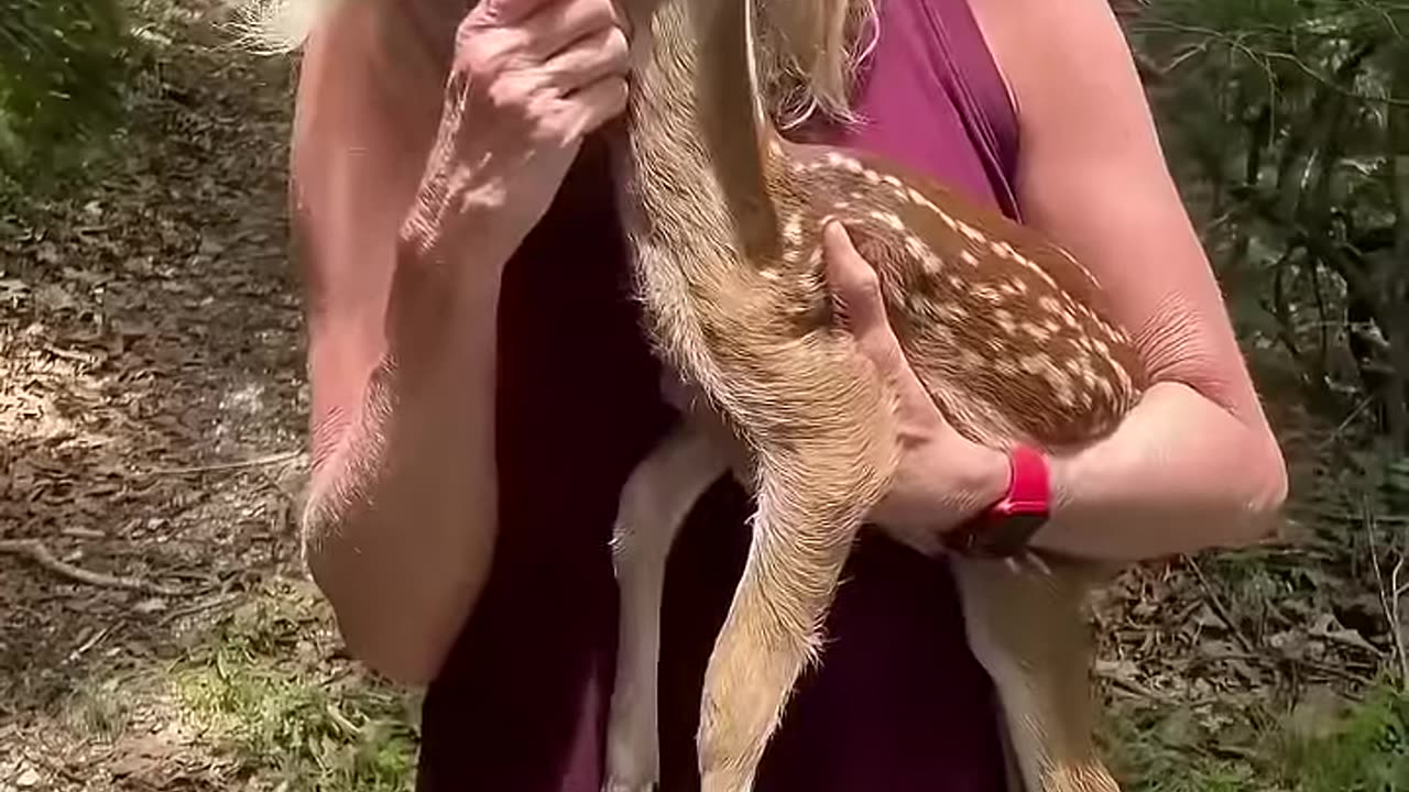 Os Animais nos Amam