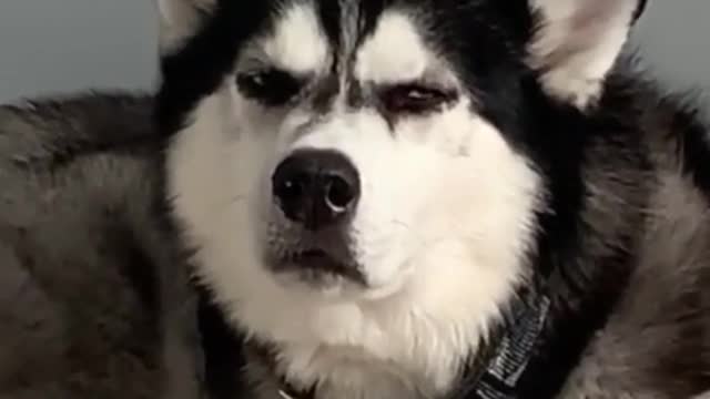 Funniest 🐶 dogs awesome funny pets clip | funny dogs