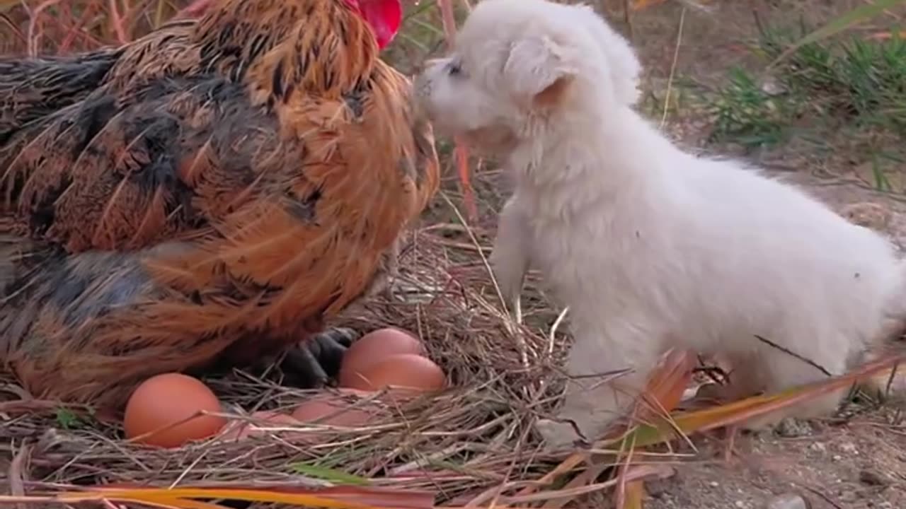 Chicken mother uses warm wings to keep dog warm
