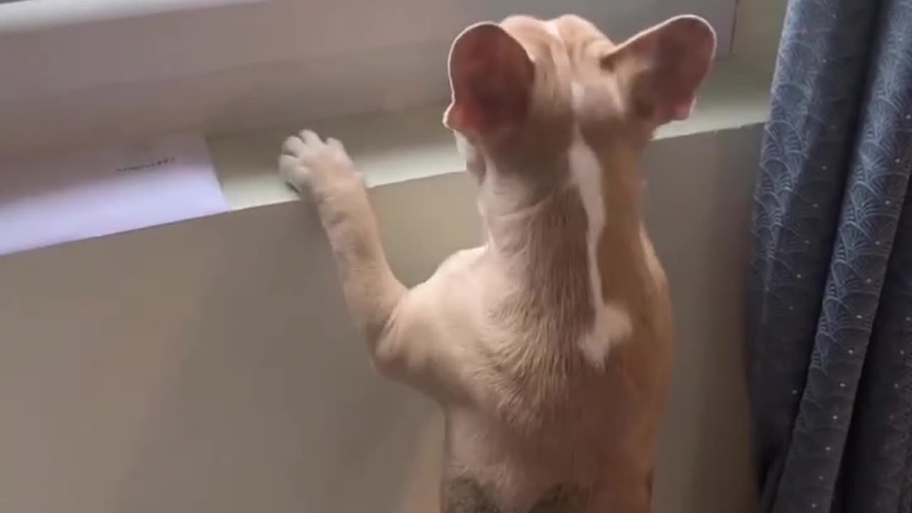 Funny cats and animals videos