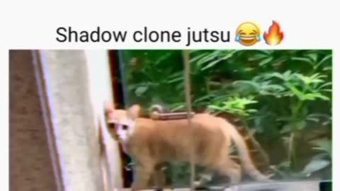 Naruto's cats 🤔